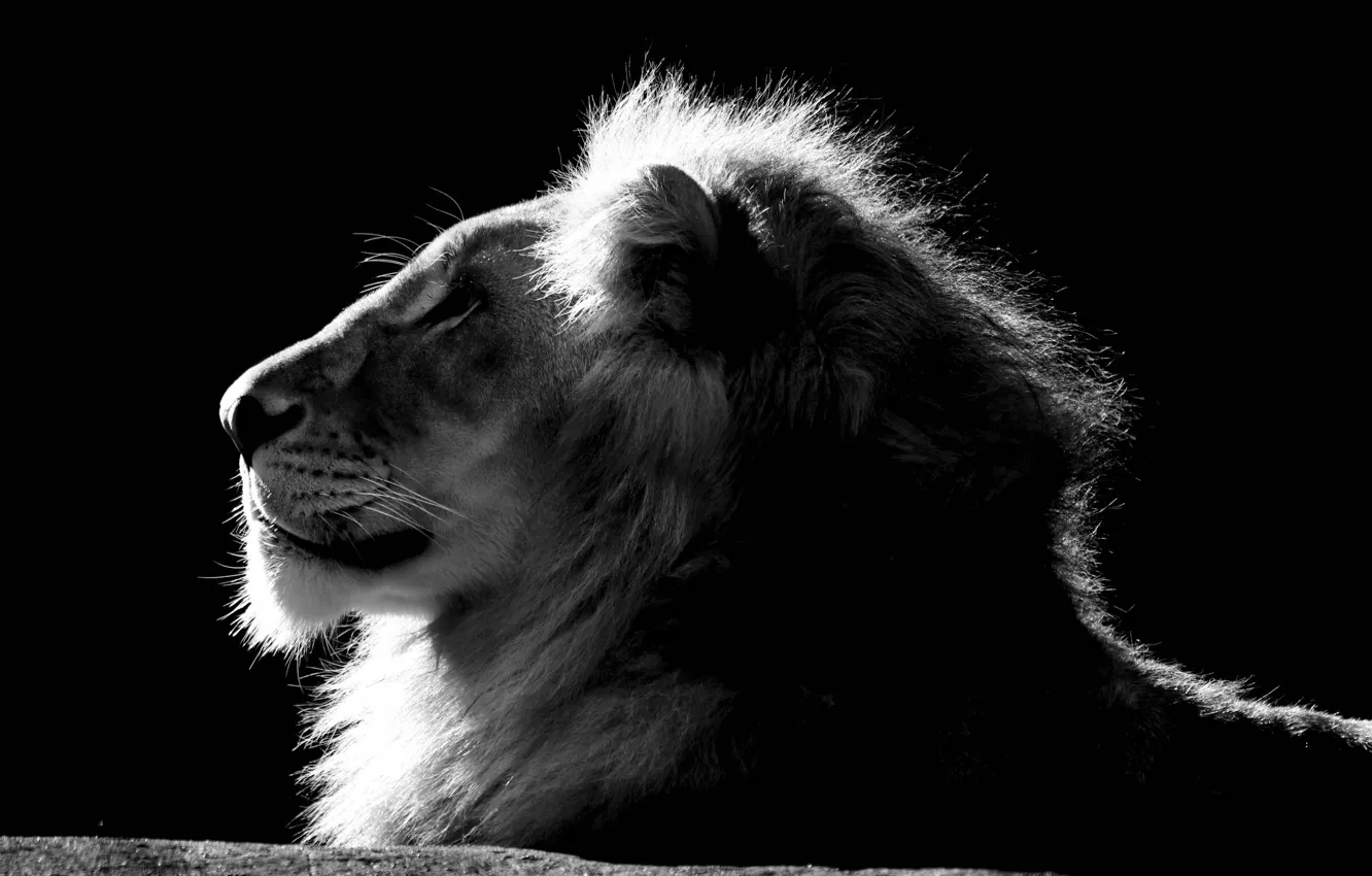 Фото обои лев, царь, грива