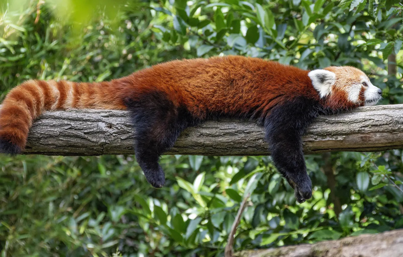 Фото обои листва, лежит, красная панда, бревно, малая панда