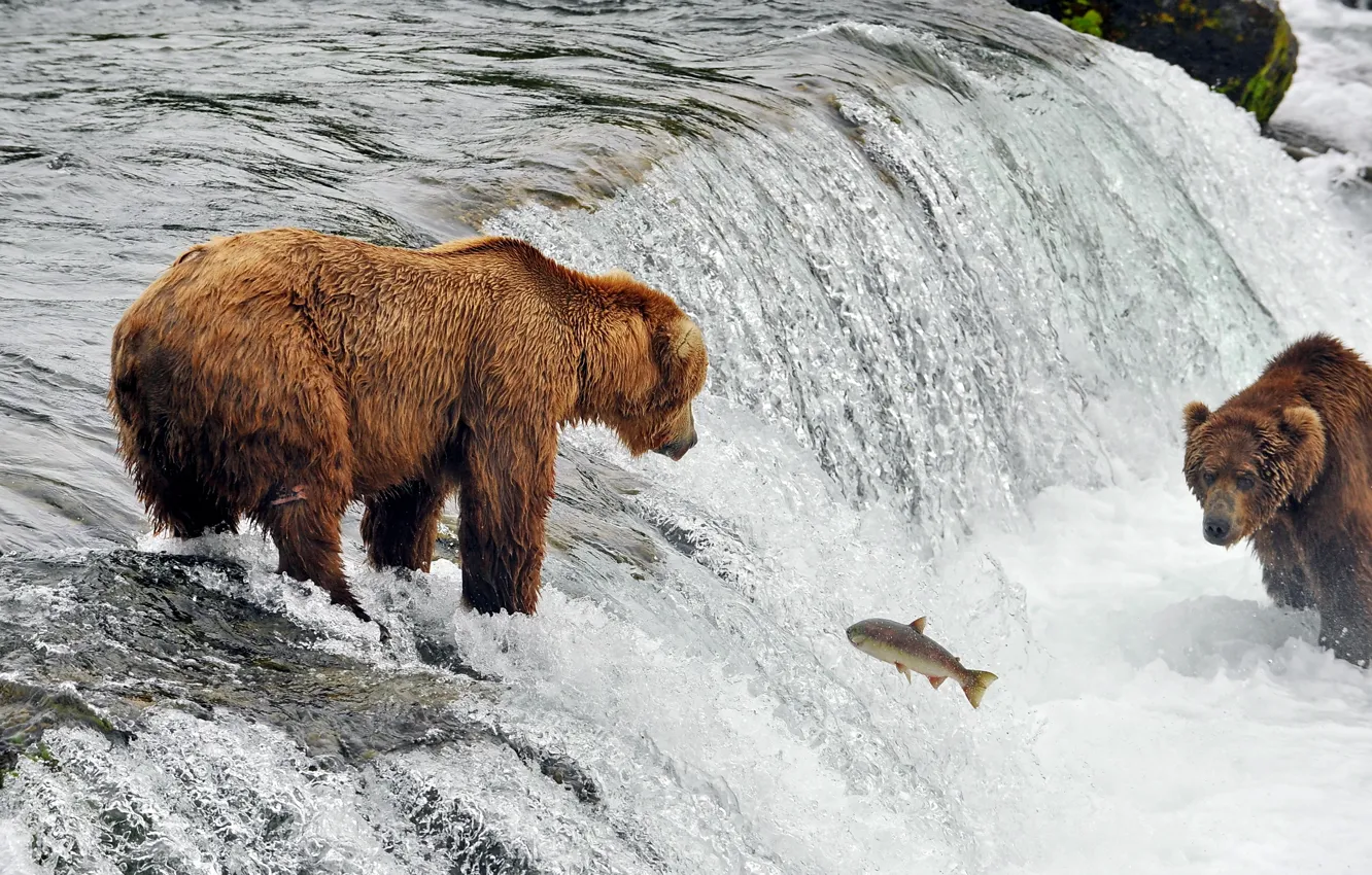 Фото обои река, рыба, медведи