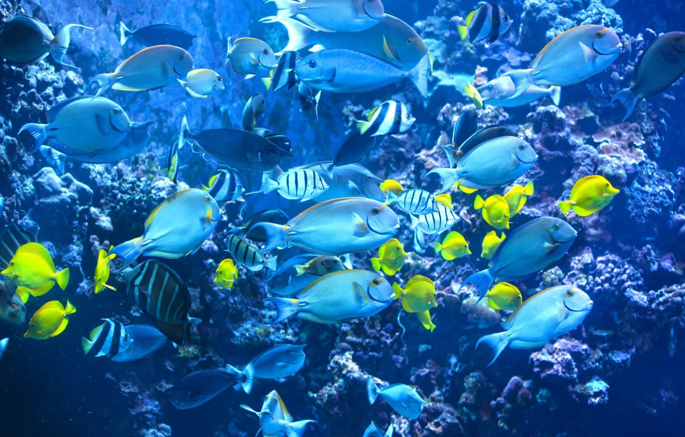 Фото обои рыбы, океан, кораллы, подводный мир, Tahiti, blue lagoon, Polynesia