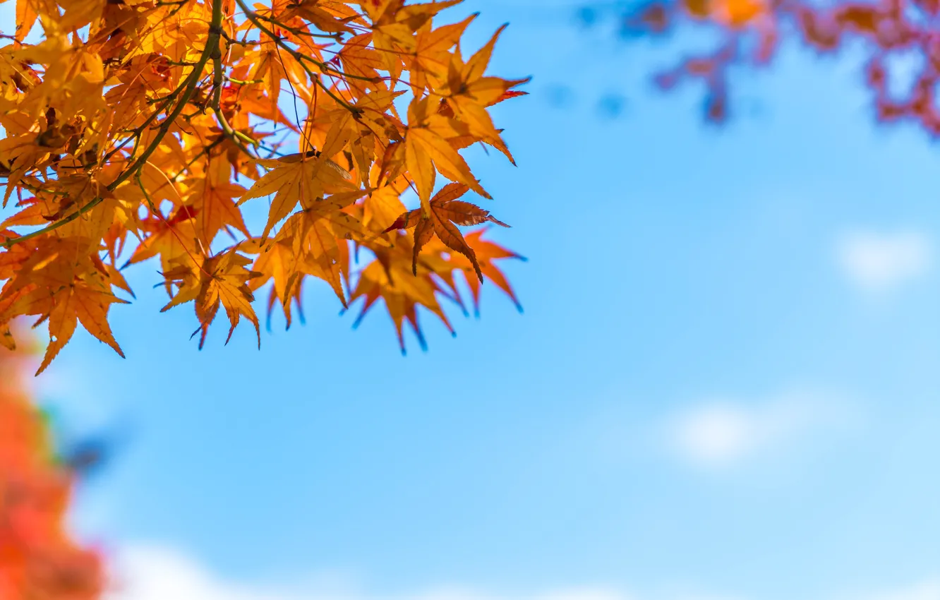 Фото обои осень, листья, colorful, клен, autumn, leaves, осенние, maple