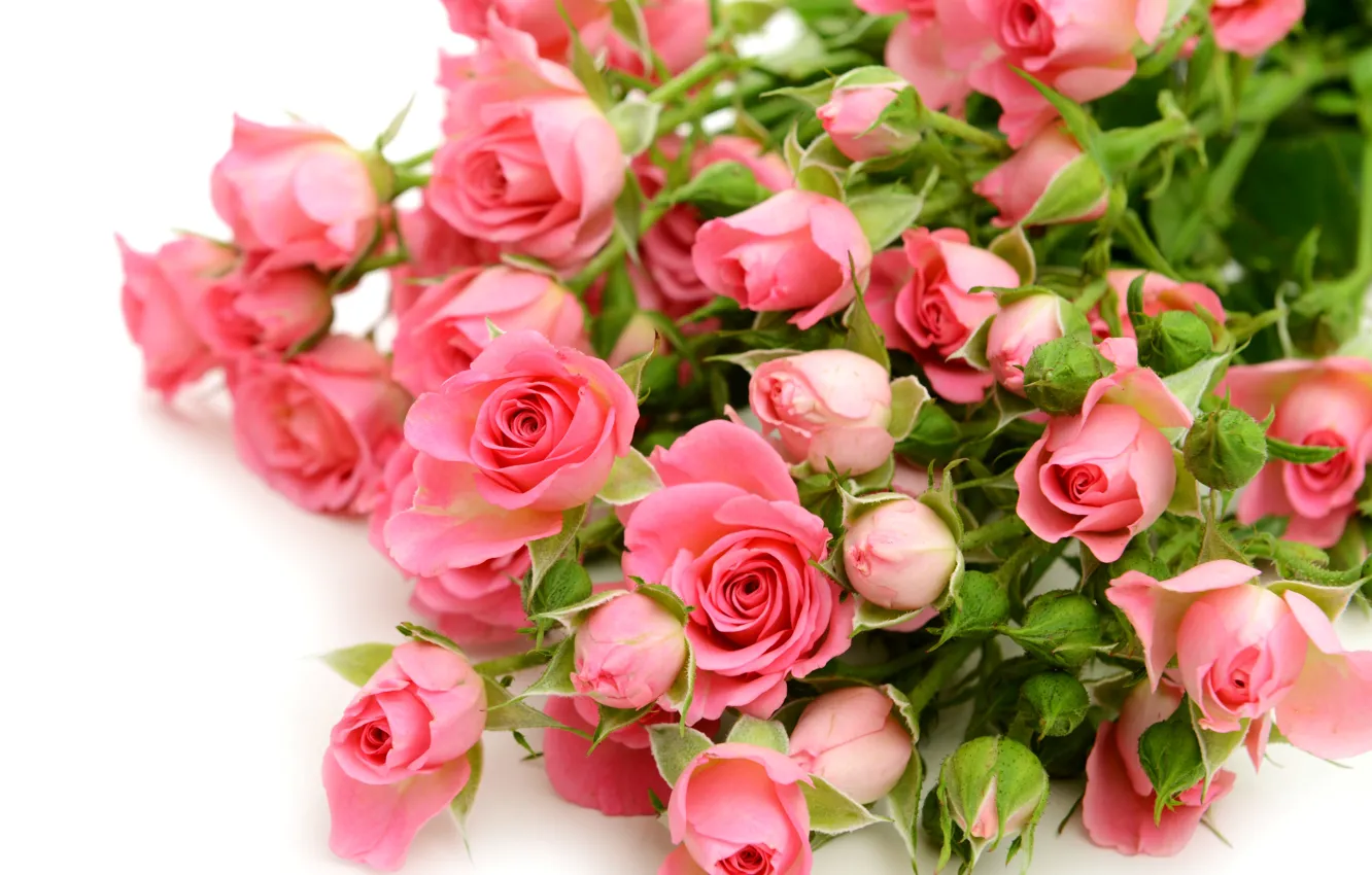 Фото обои розы, pink, flowers, roses
