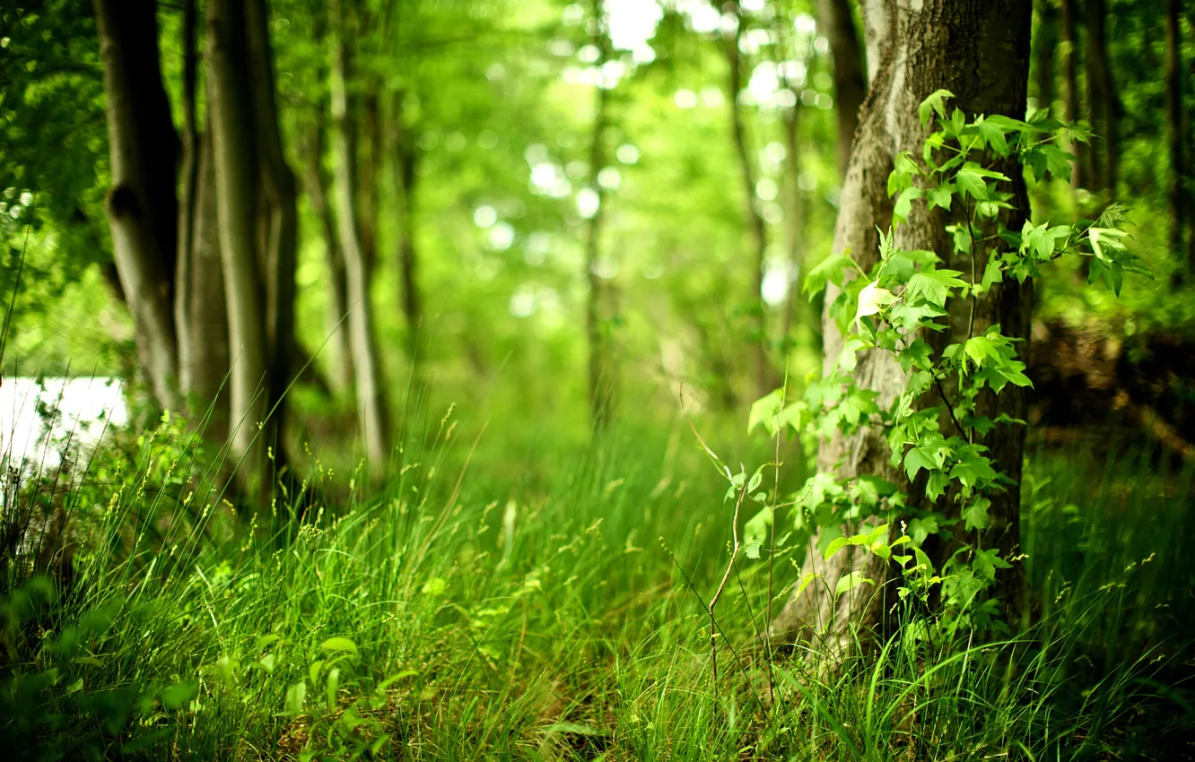 Фото обои лес, трава, деревья, свежесть, природа, чистота, жизнь, свежий воздух