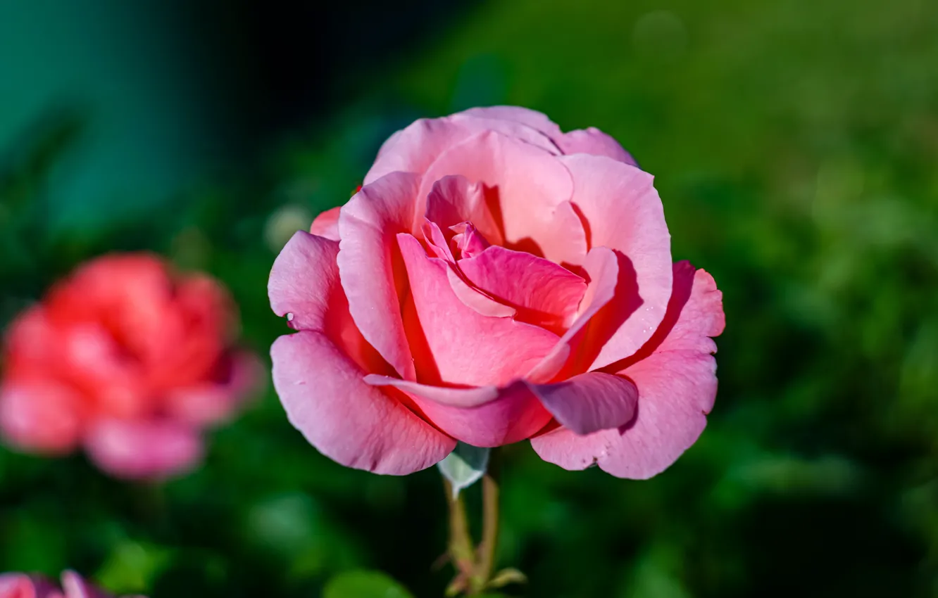 Фото обои цветок, свет, розовая, роза, зеленый фон, боке