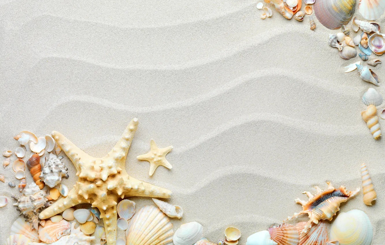 Фото обои песок, пляж, ракушки, sand, starfish, seashells