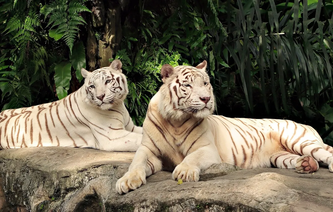 Фото обои кошки, пара, белые, тигры