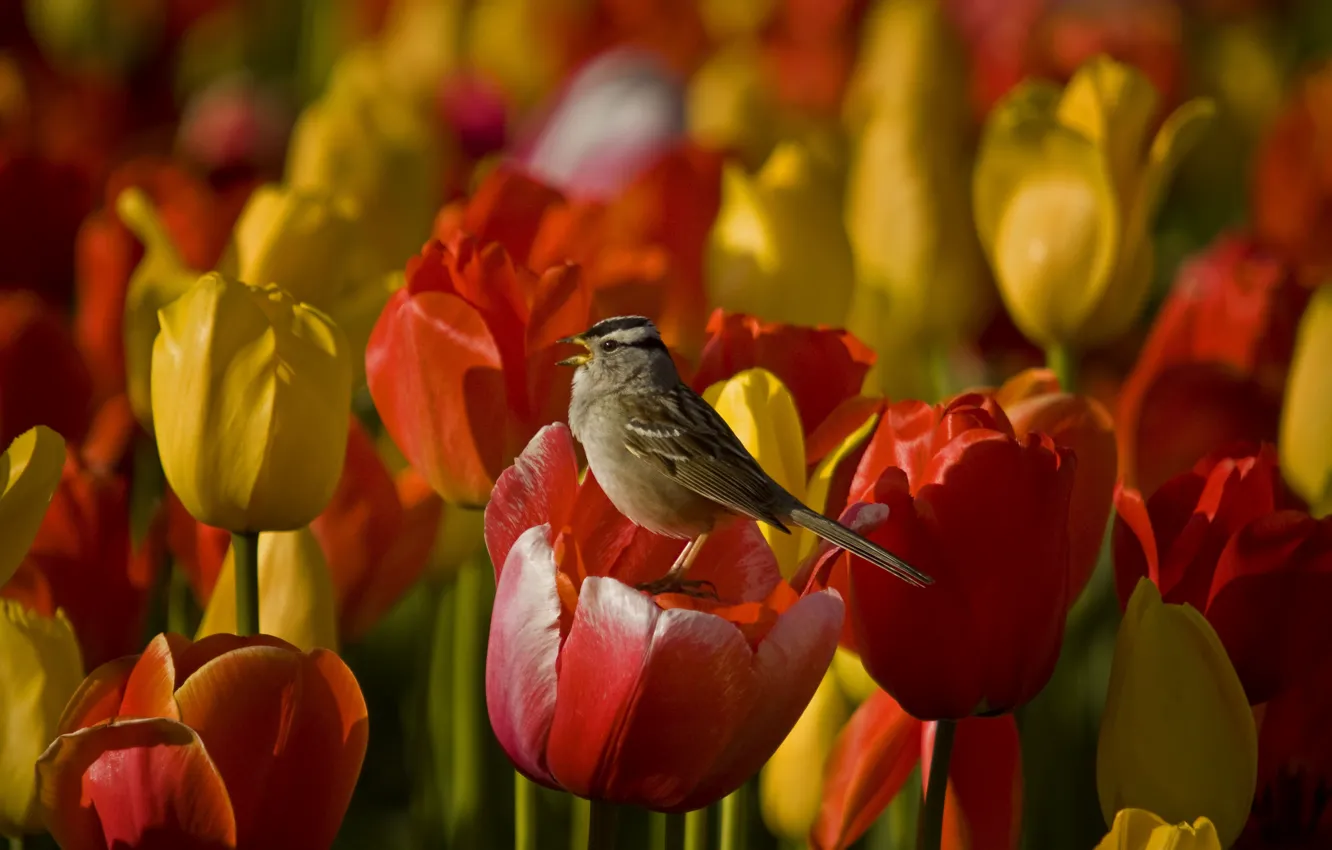 Фото обои цветы, стебли, flowers, пение, stalks, singing, белой шапкой воробей, white-crowned sparrow