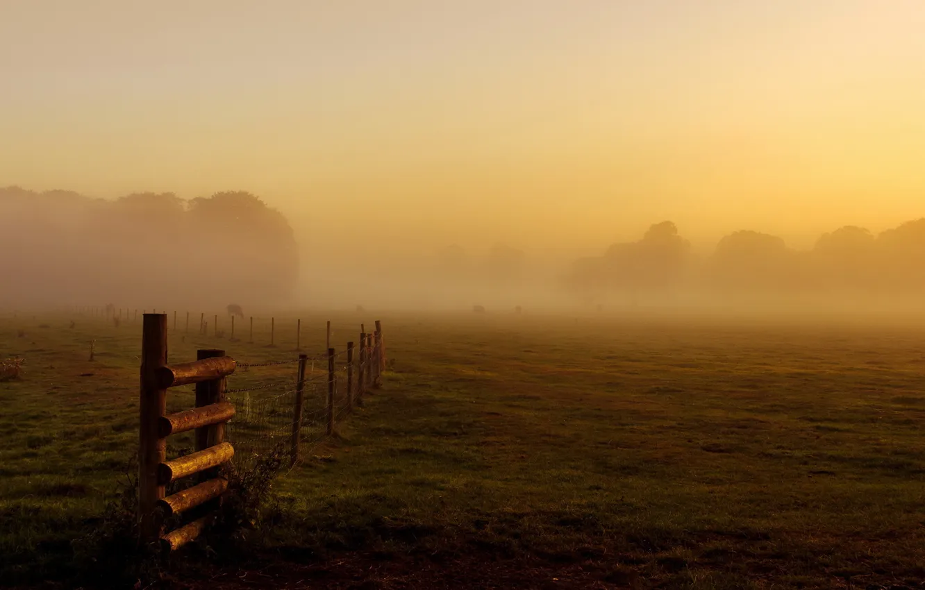 Фото обои поле, пейзаж, туман, забор, утро, скот