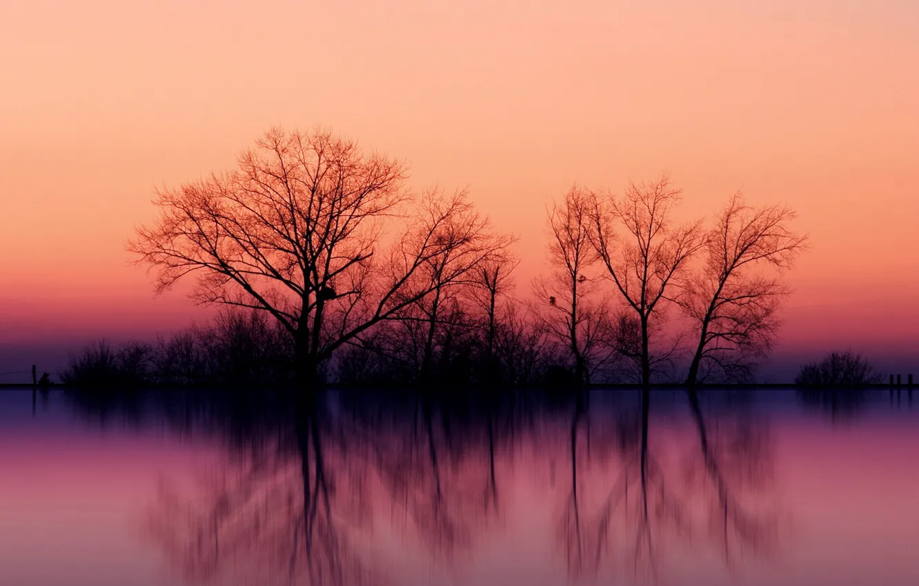 Фото обои закат, отражение, Деревья