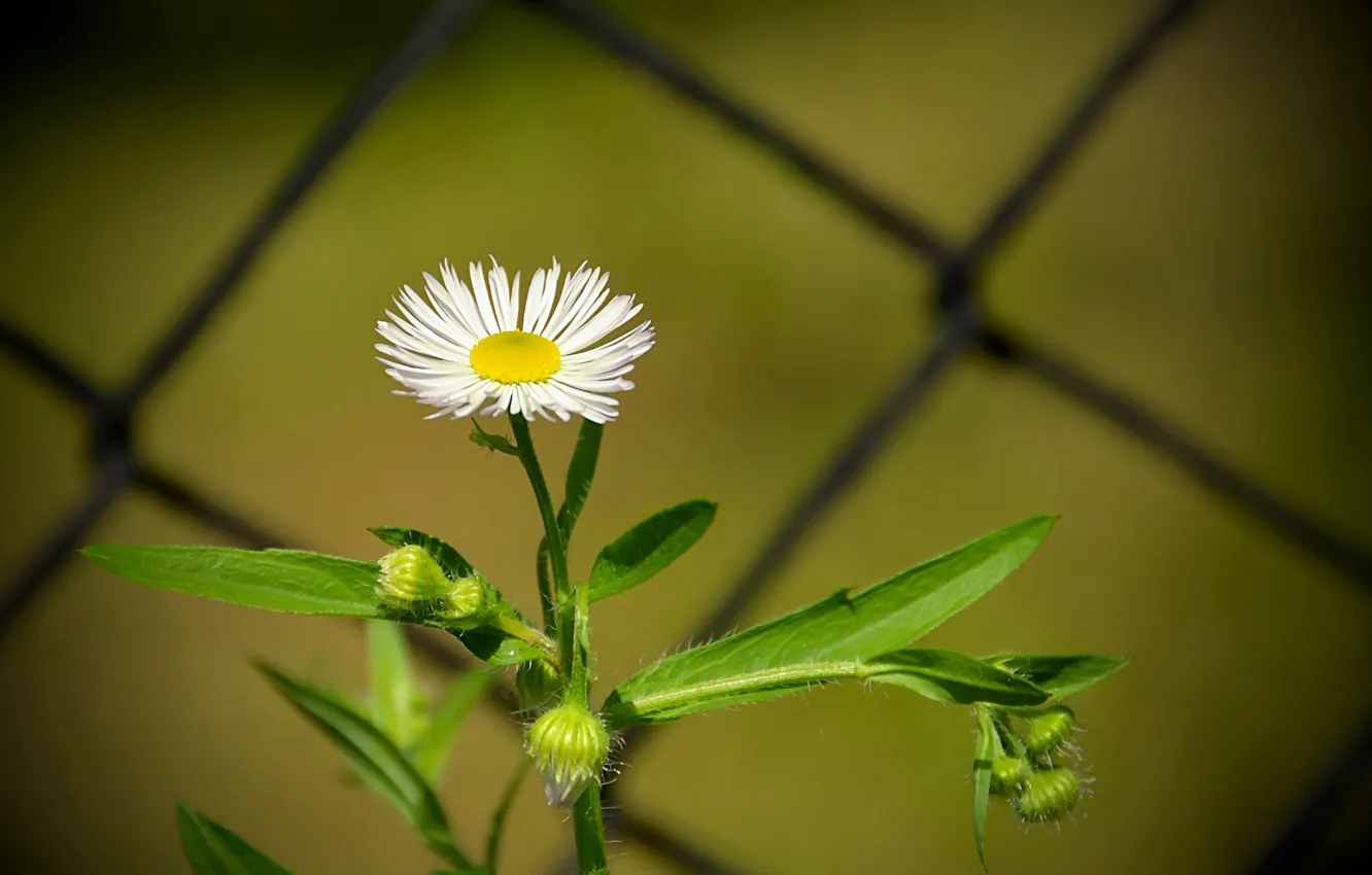 Фото обои Весна, Ромашка, Flower, Spring