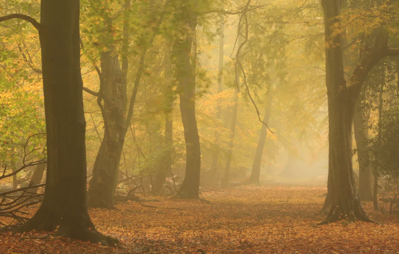 Фото обои осень, лес, природа, туман