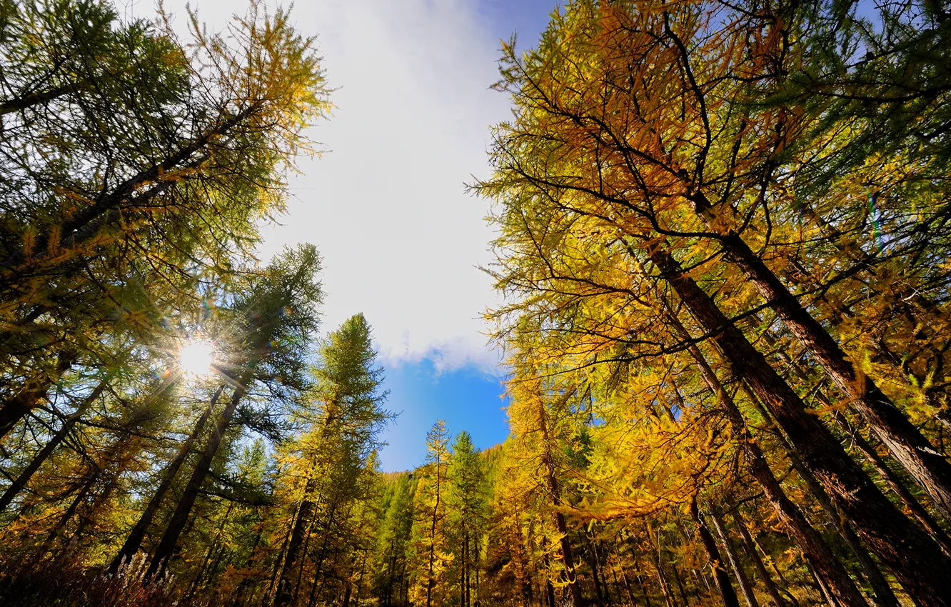 Фото обои осень, небо, солнце, лучи, деревья