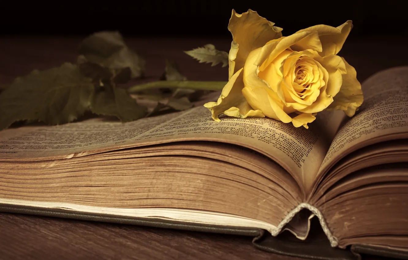 Фото обои книга, ностальгия, антиквариат, розы цвести