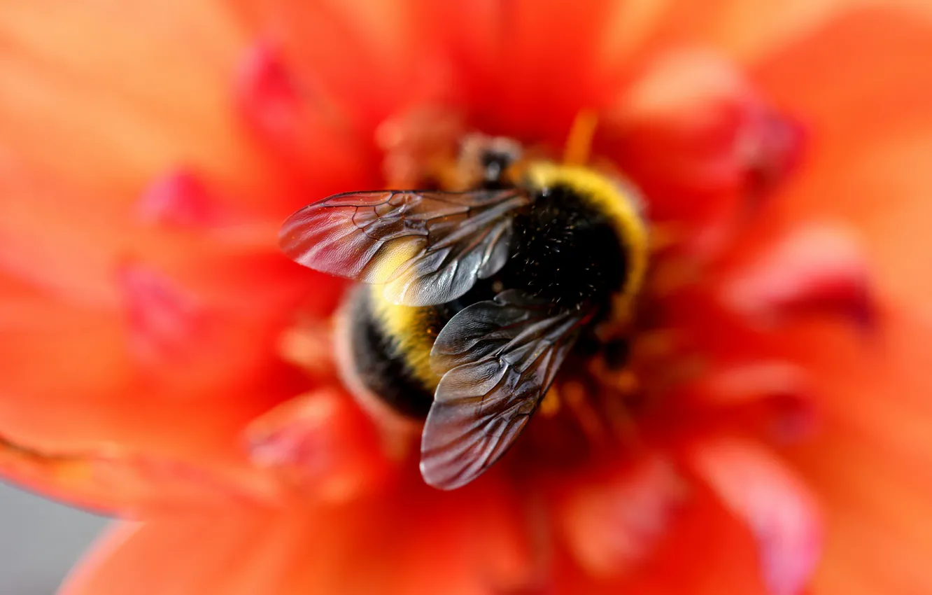 Фото обои цветок, макро, красный, пчела, фон, размытие, шмель, крылышки