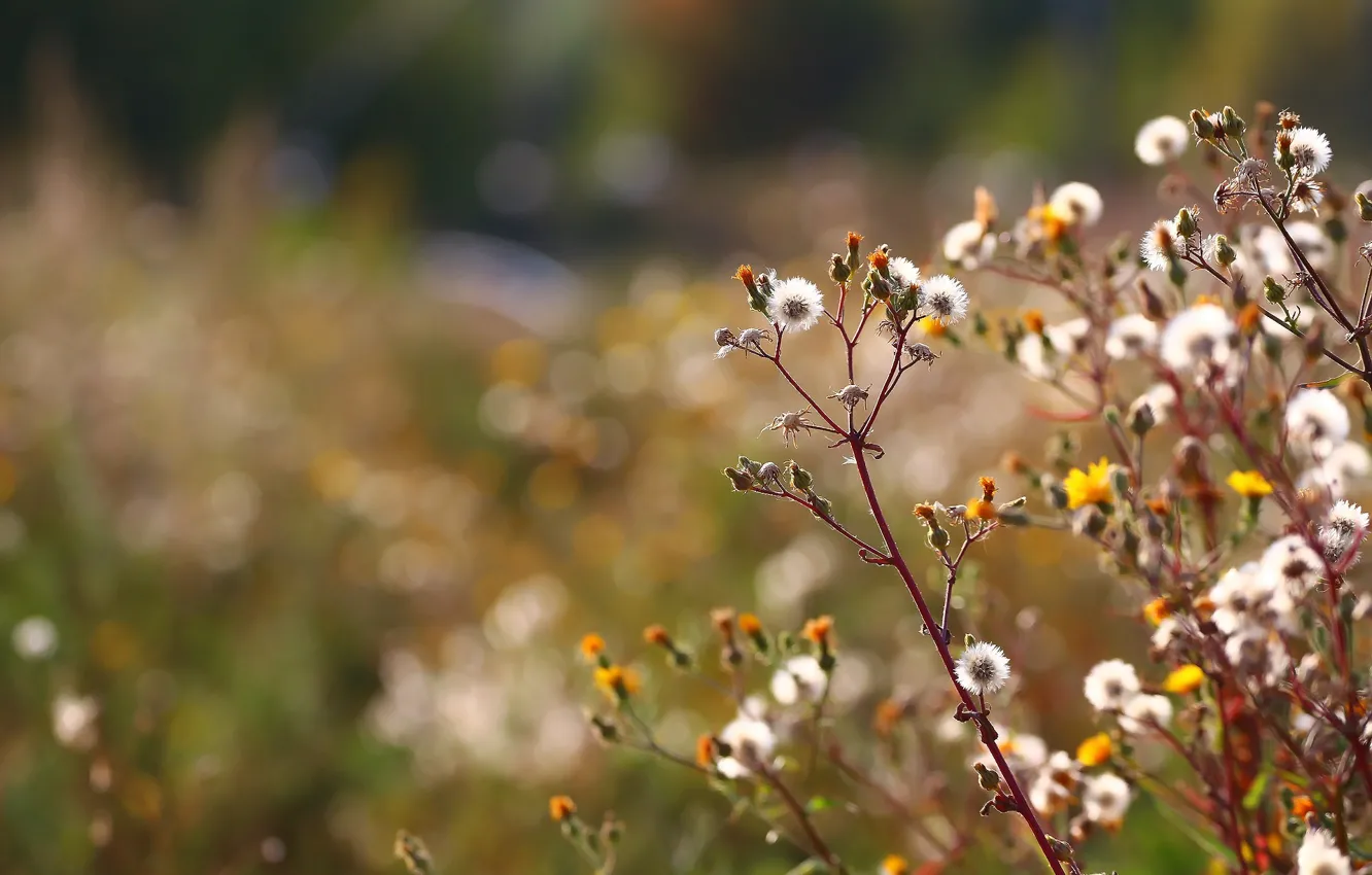 Фото обои осень, фон, стебли, пух, травка, цветочки