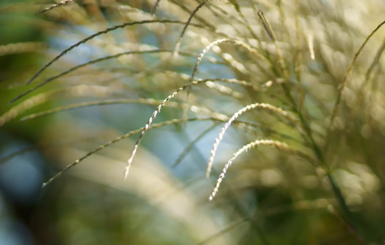 Фото обои трава, солнце, макро, свет, природа, колоски