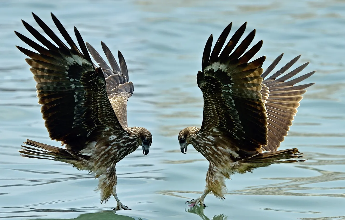 Фото обои вода, птицы, крылья, клюв, пара