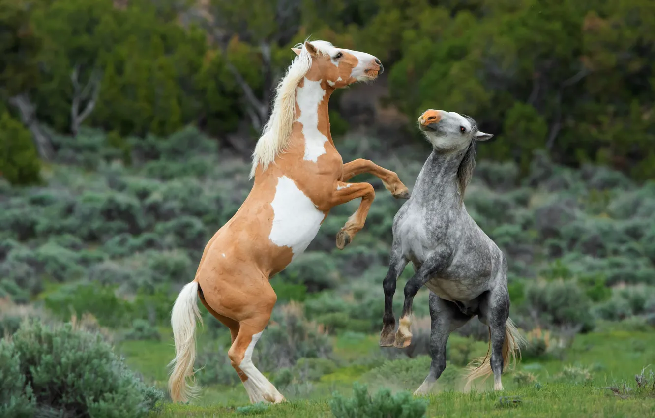 Фото обои природа, кони, лошади, два, встал на дыбы