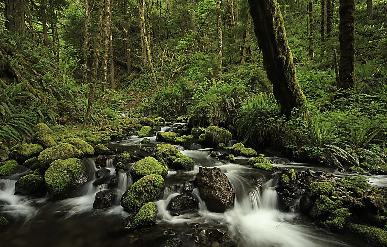 Фото обои лес, река, Oregon, Columbia river gorge
