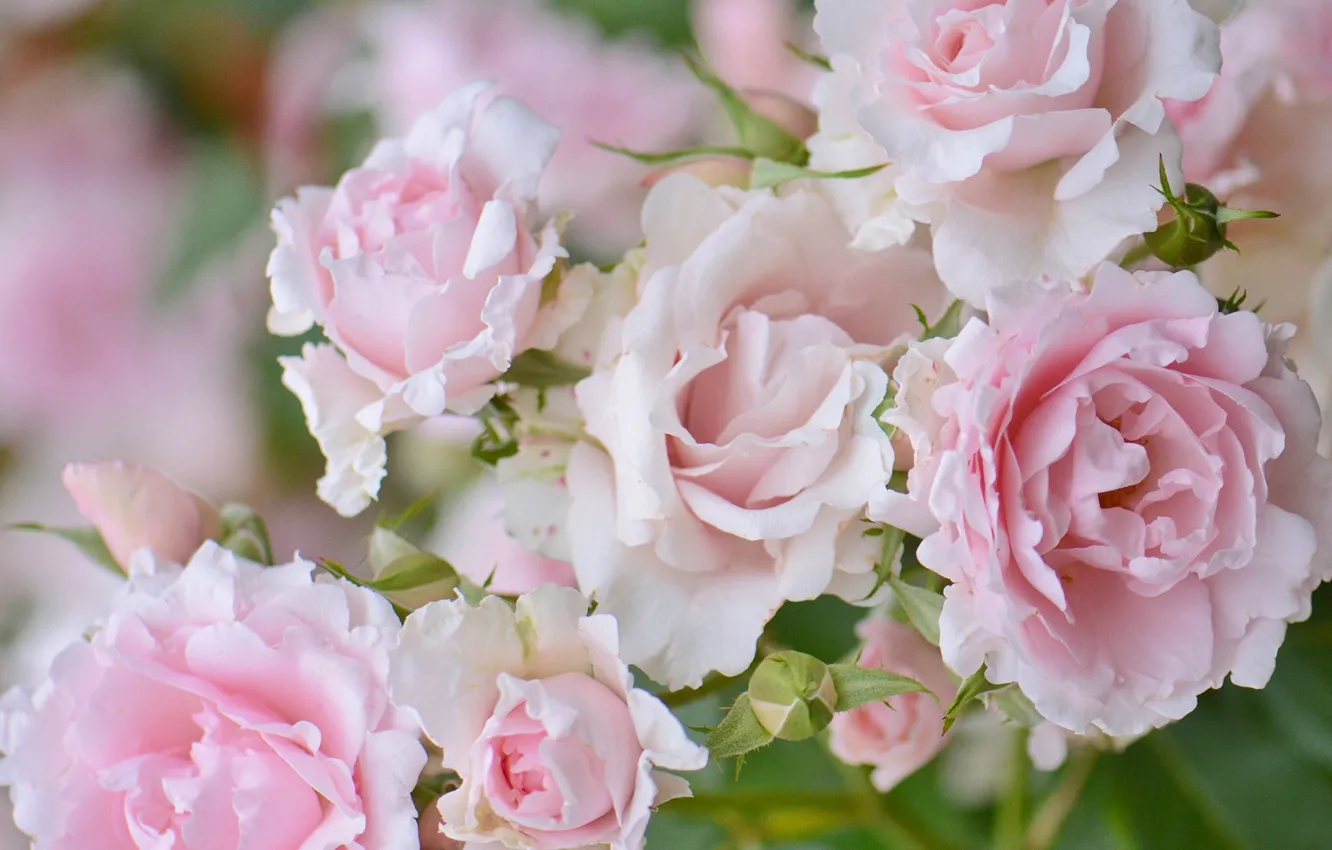Фото обои розы, лепестки, розовые, бутоны