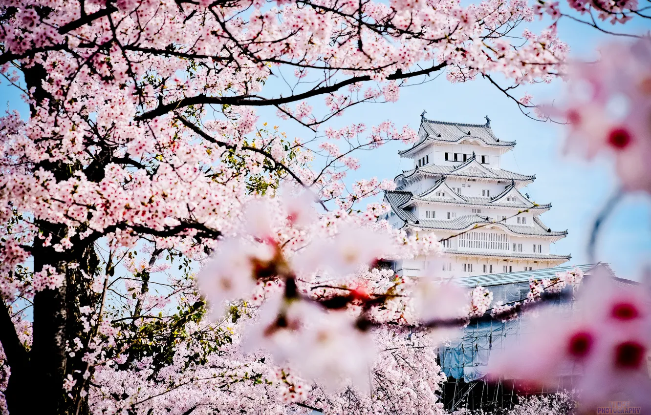 Фото обои замок, весна, Япония, сакура, пагода, дворец