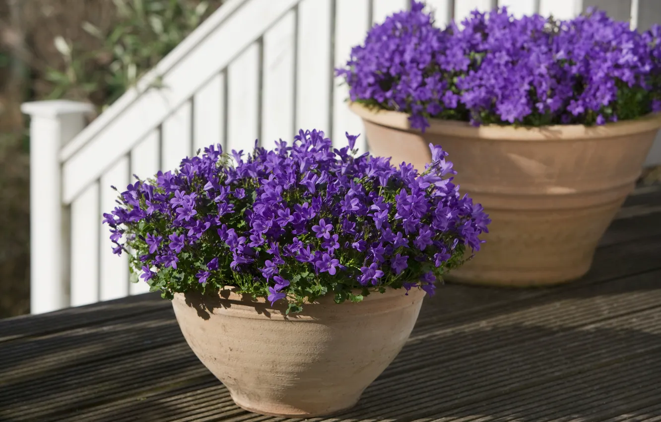 Фото обои фиолетовый, цветы, колокольчики, горшки