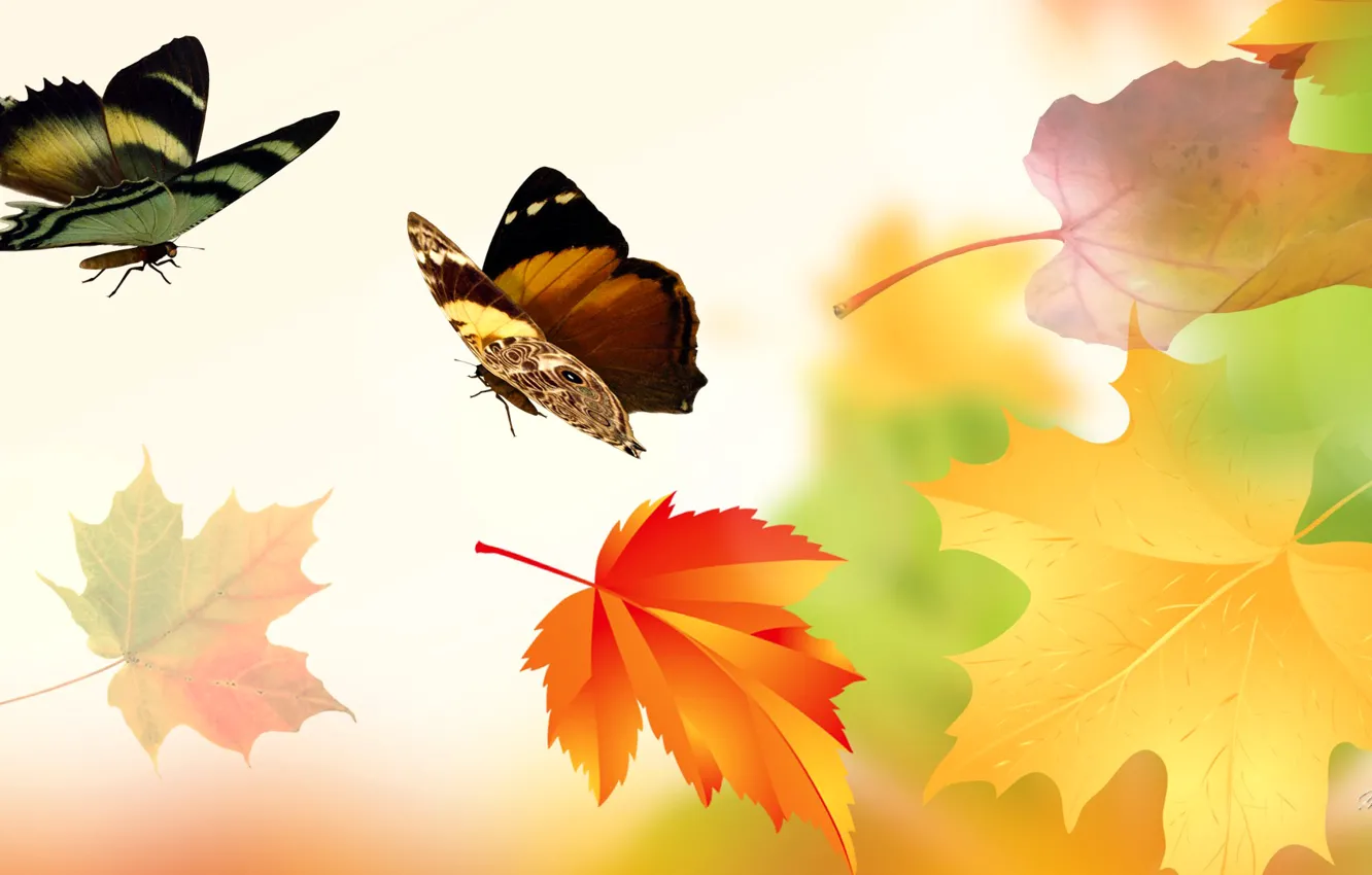 Фото обои осень, листья, коллаж, бабочка, крылья