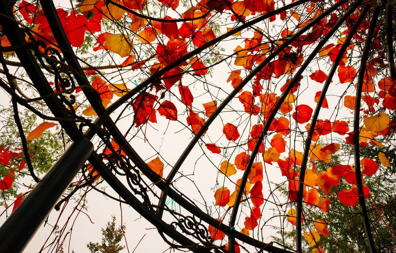 Фото обои осень, листья, беседка