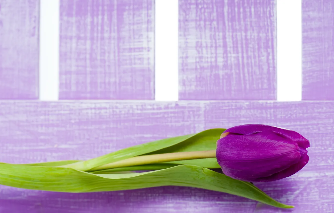 Фото обои цветы, фиолетовые, тюльпаны