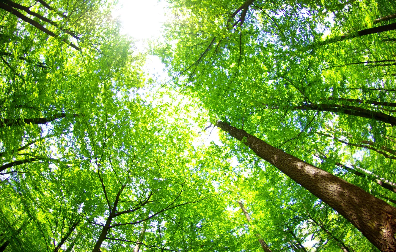Фото обои лето, небо, листья, деревья, природа, зелено