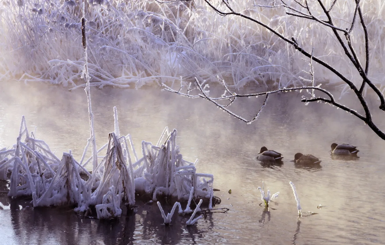 Фото обои зима, природа, туман, озеро, утки, утро