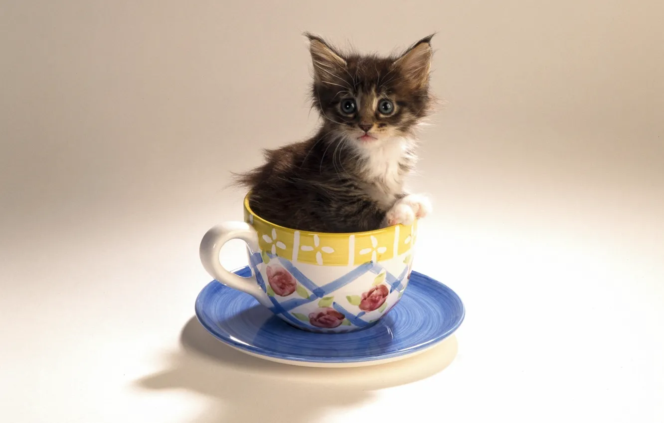 Фото обои чашка, котёнок, блюдце