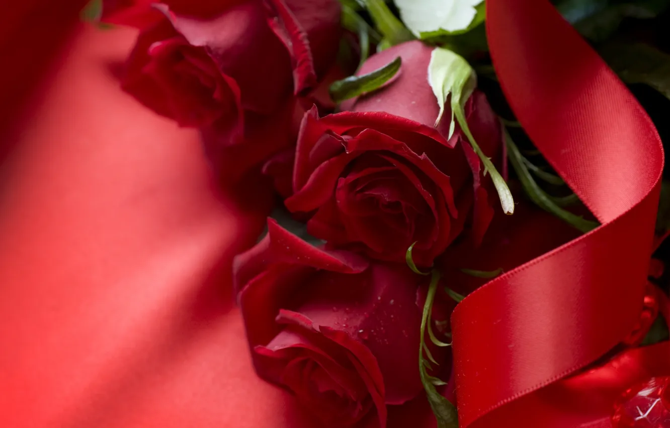 Фото обои розы, лента, красные, алые