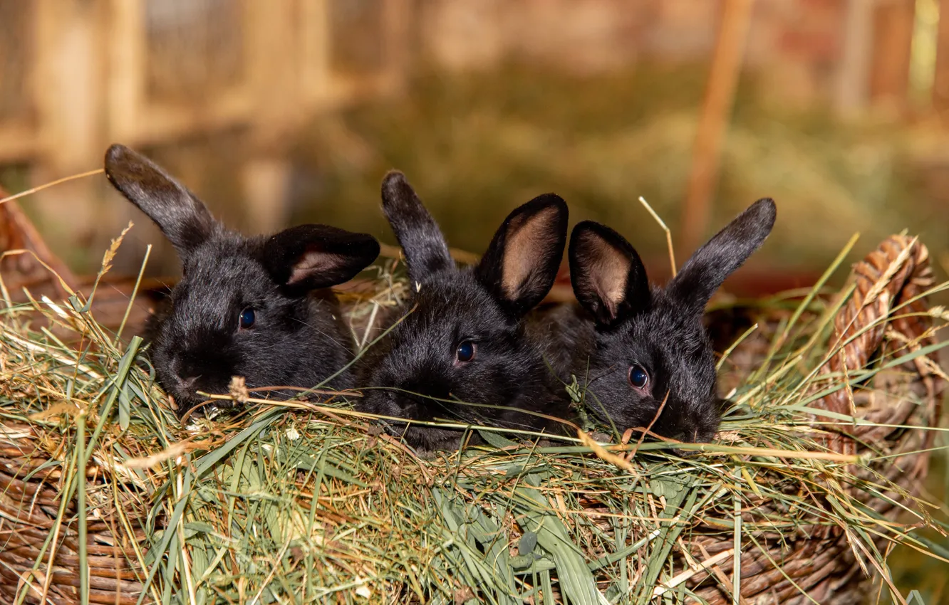 Фото обои чёрные, корзина, сено, кролики, трио, троица
