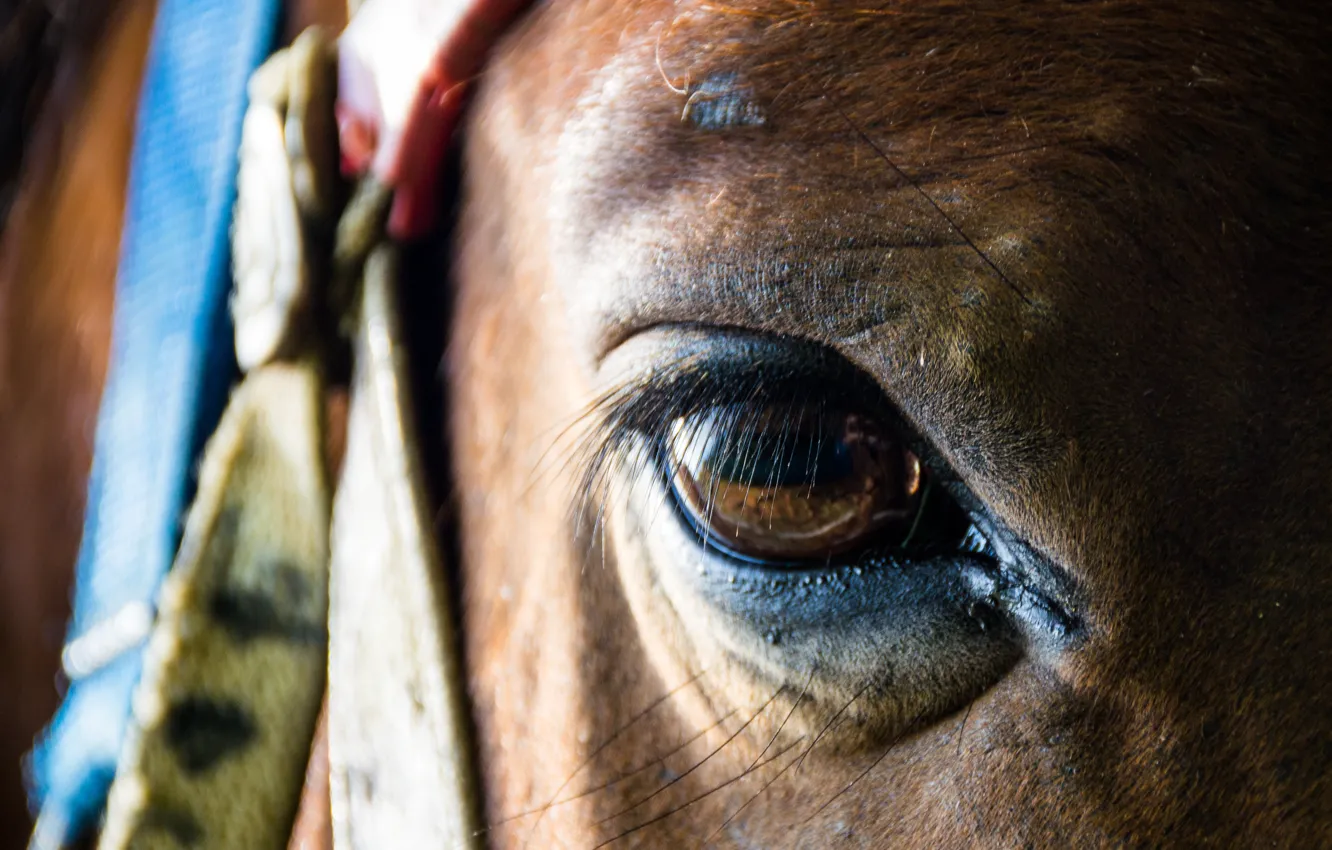 Фото обои макро, глаз, лошадь