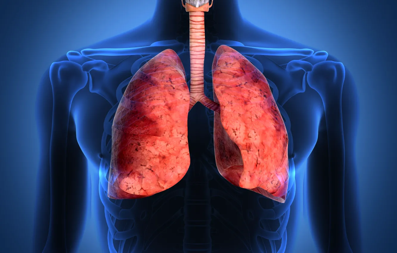 Фото обои lungs, respiratory tract, human body
