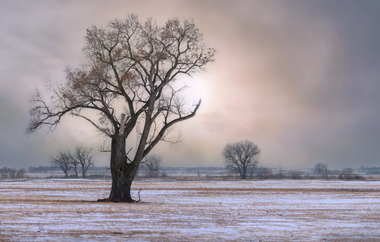 Фото обои зима, поле, дерево