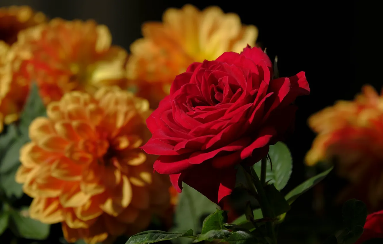 Фото обои макро, роза, боке, георгины