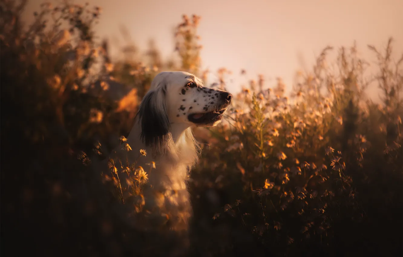 Фото обои природа, друг, собака