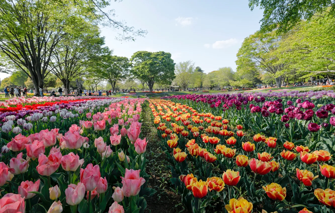 Фото обои деревья, цветы, парк, Япония, Токио, тюльпаны, Tokyo, Japan