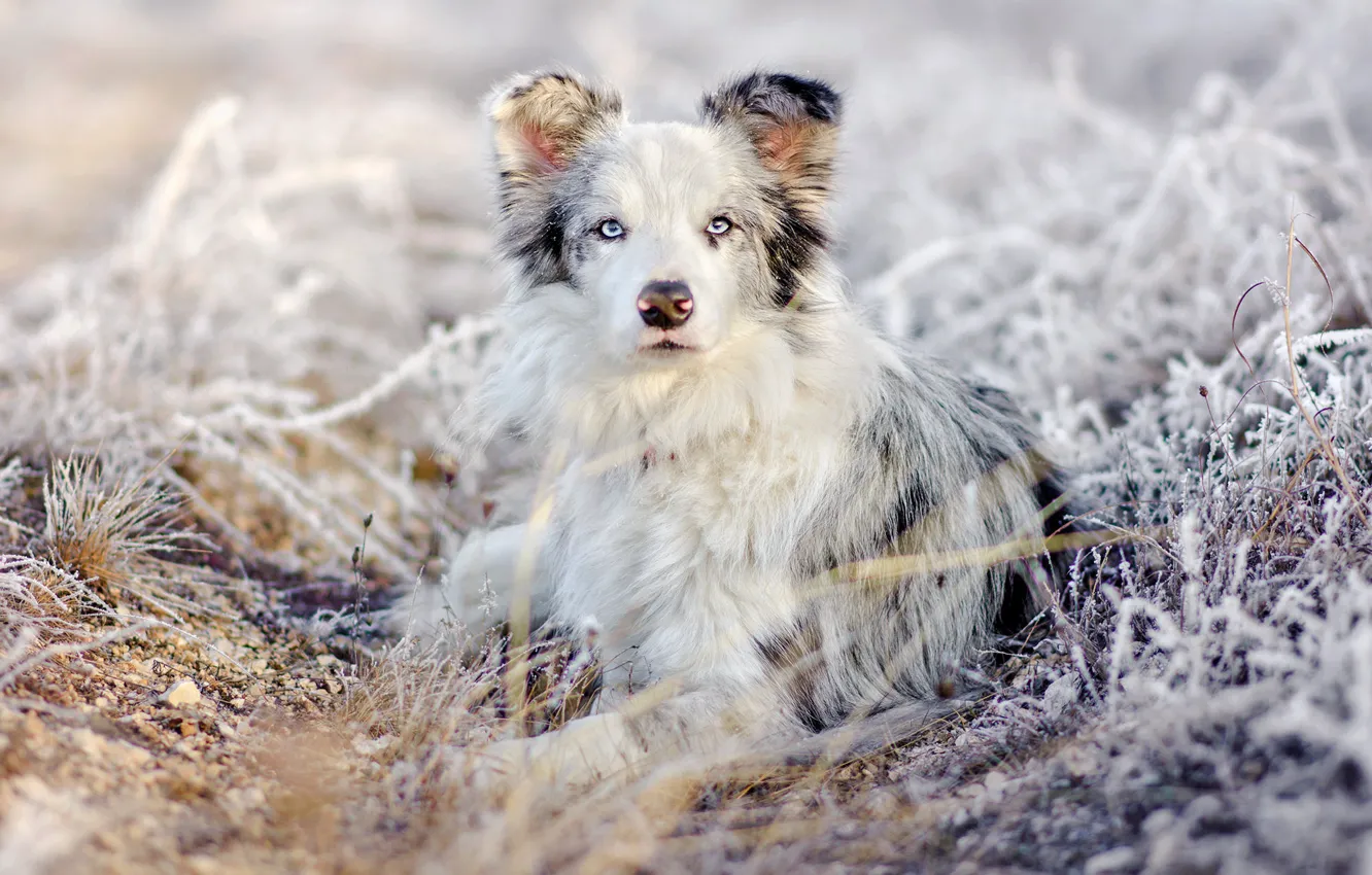 Фото обои зима, иней, трава, взгляд, снег, природа, портрет, собака