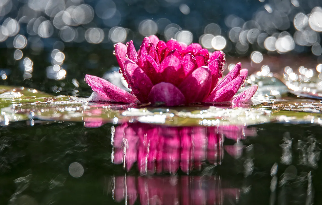 Фото обои цветок, вода, капли, свет, озеро, блики, пруд, отражение
