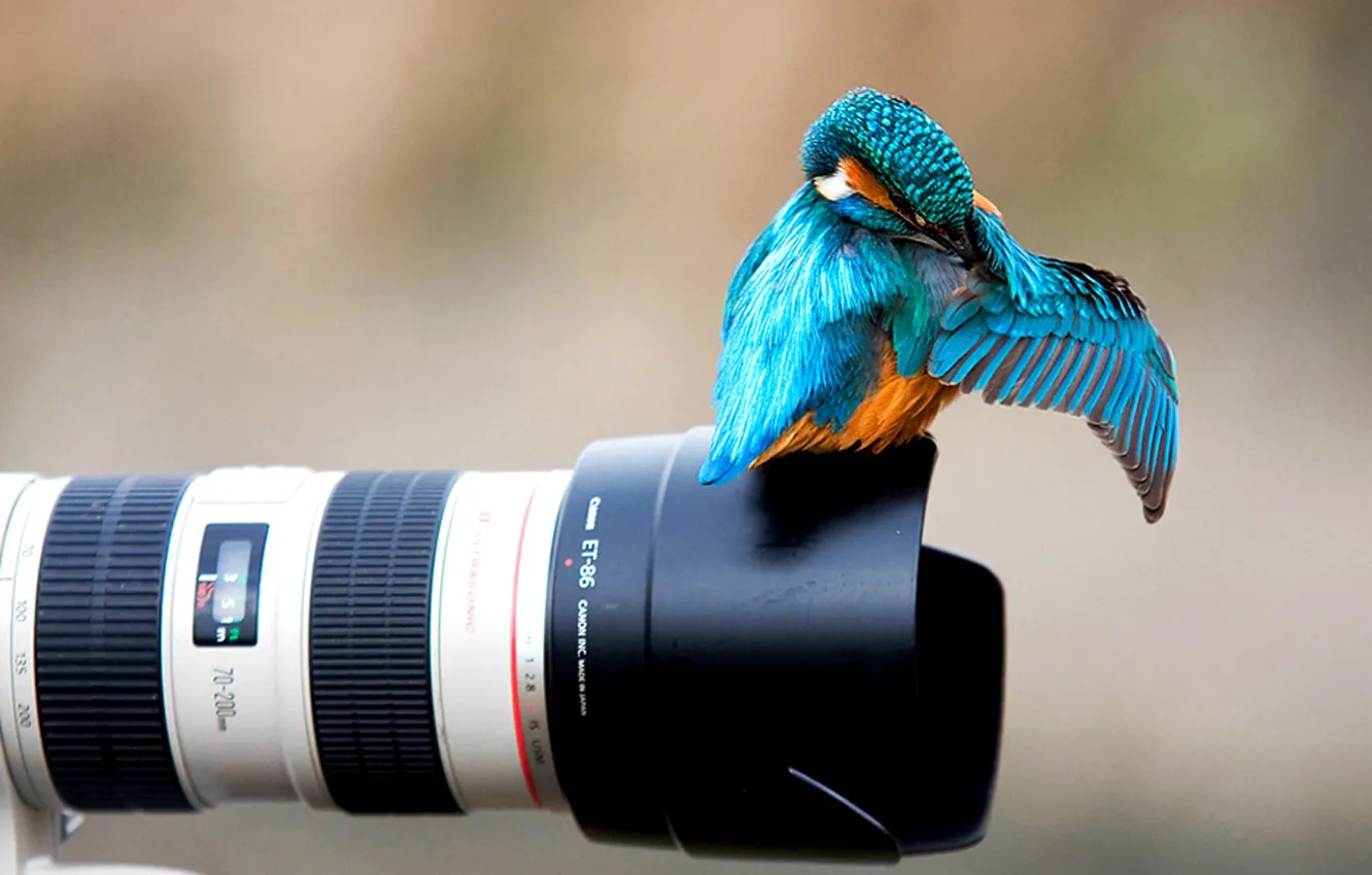 Фото обои птица, фотоаппарат, ярко, зимородок