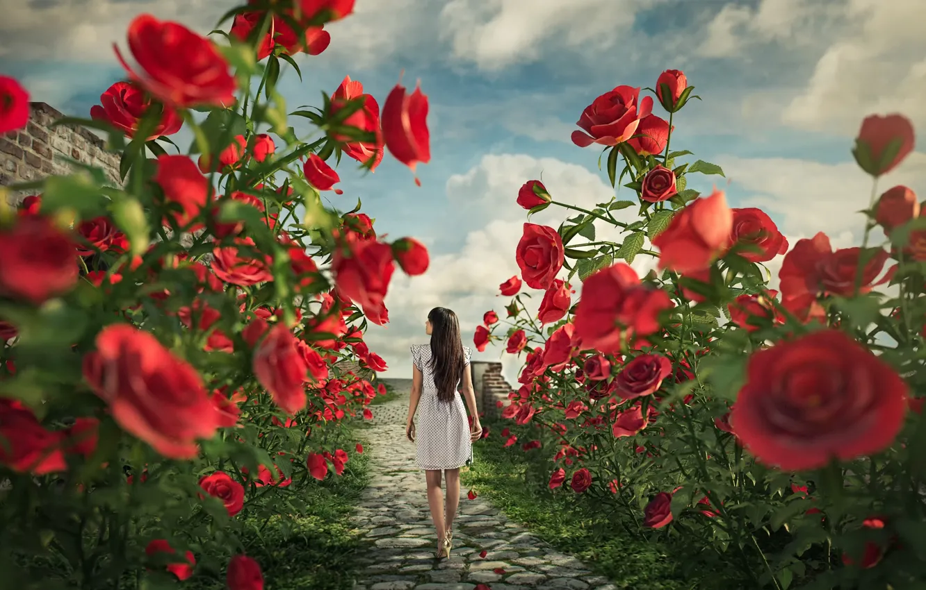 Фото обои девушка, розы, тропа, Alice in the land of roses