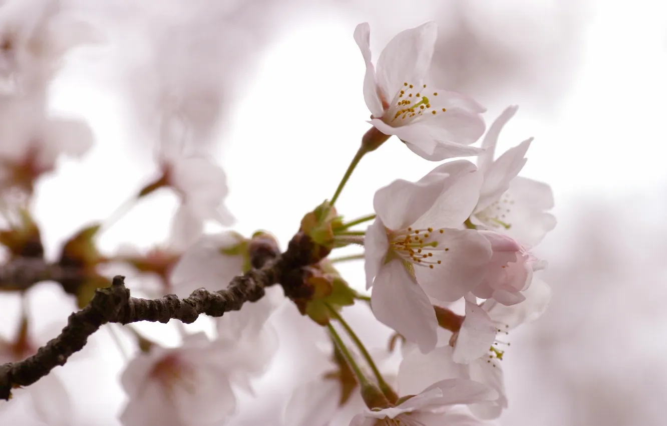 Фото обои вишня, нежность, ветка, весна, лепестки, светлые, сакура, розовые
