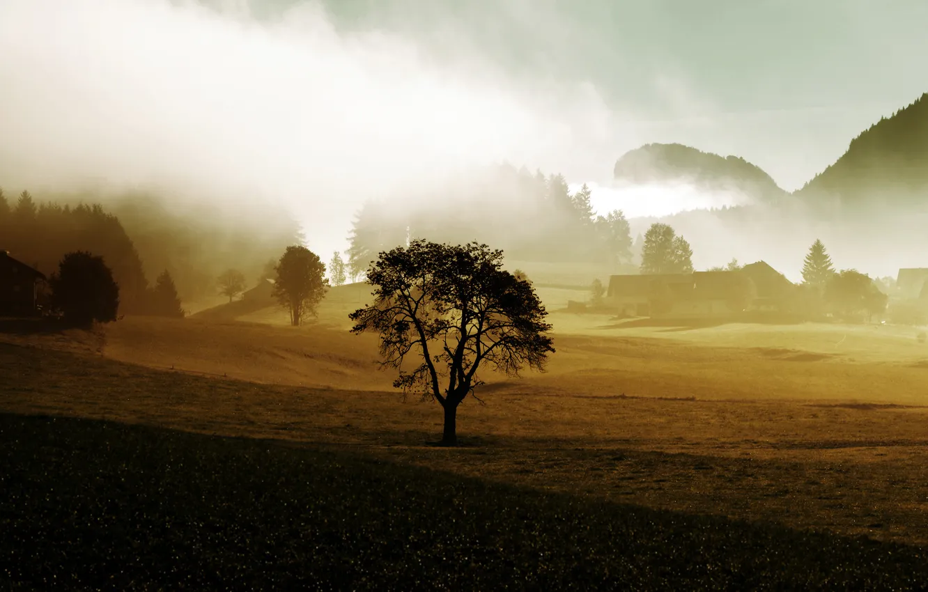 Фото обои деревья, туман, дерево, ферма, сопки