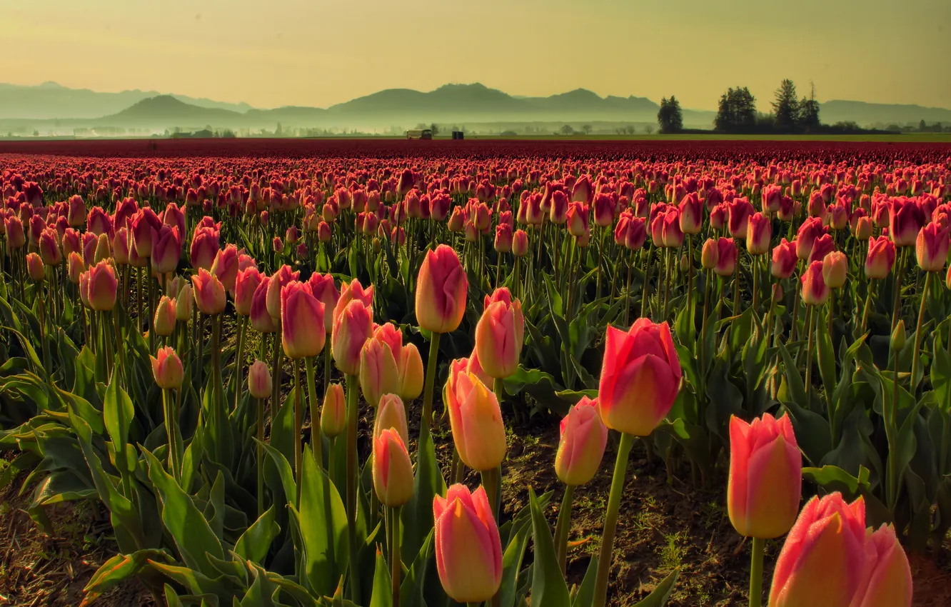 Фото обои поле, туман, утро, тюльпаны