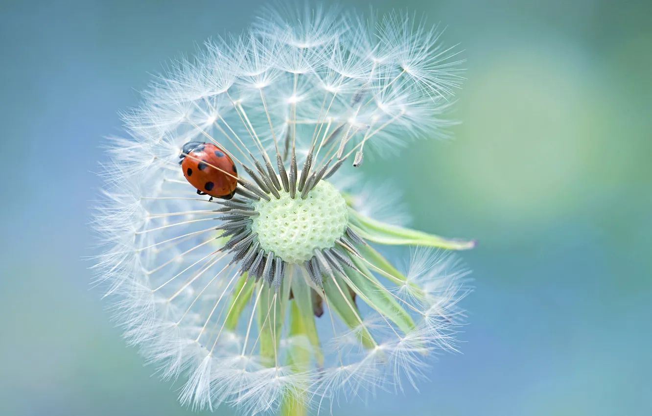 Фото обои одуванчик, божья коровка, ladybug, dandelion, Jacky Parker