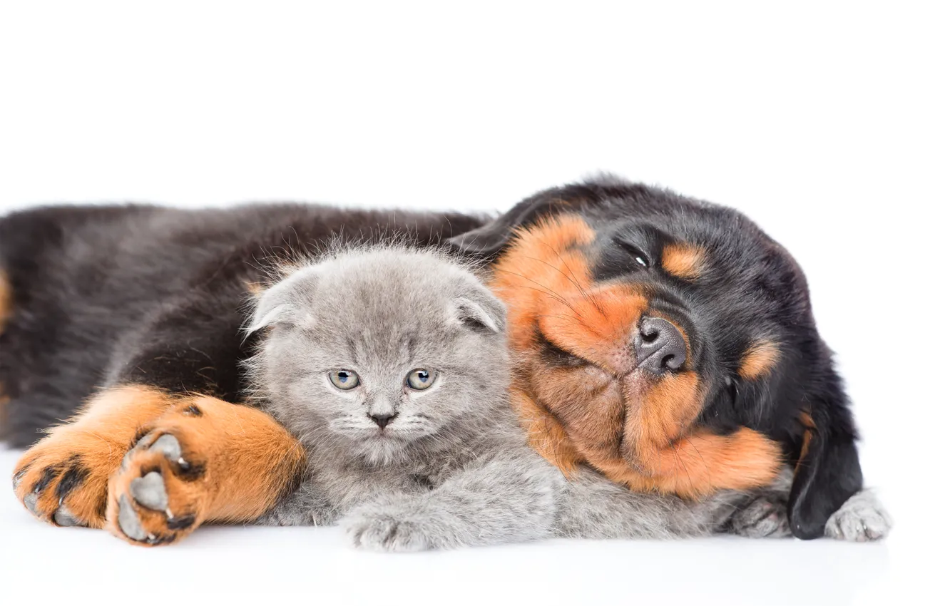 Фото обои котенок, Ротвейлер, щенок, Dog, Cat, Kittens
