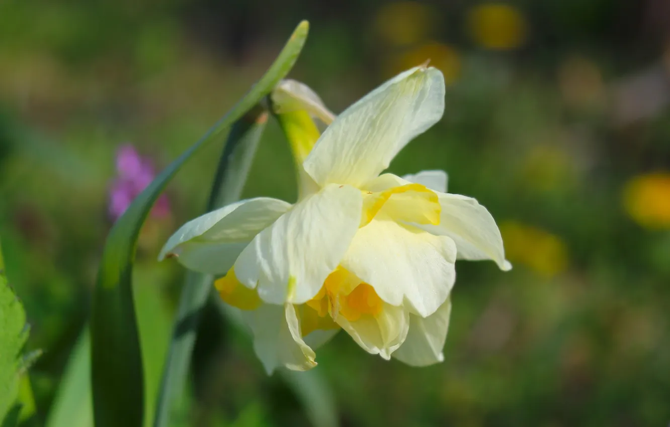 Фото обои flower, spring, blooming